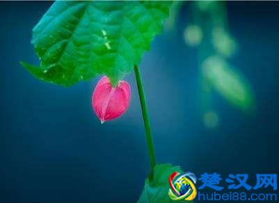 学会淡定从容，才能做生活强者，更能让人折服