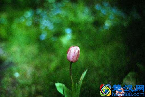 学会淡定从容，才能做生活强者，更能让人折服