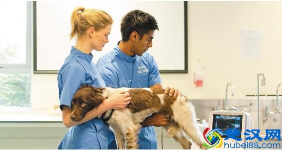 新西兰梅西大学这些专业绝了！你选对了么？