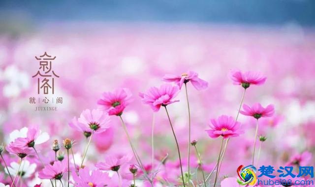 什么是炎症？炎症是机体对于刺激的一种防御反应而非真正病因