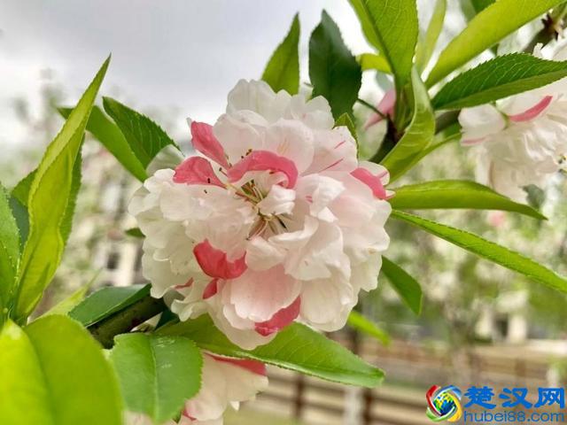 2019中国生物工程学专业大学排名 前二十强出炉！