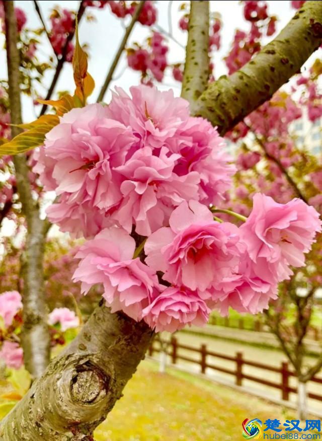 2019中国生物工程学专业大学排名 前二十强出炉！