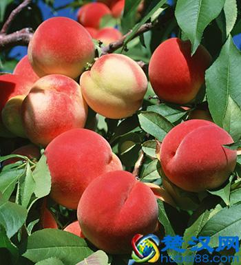 饮食禁忌 做手术后不能吃哪些食物