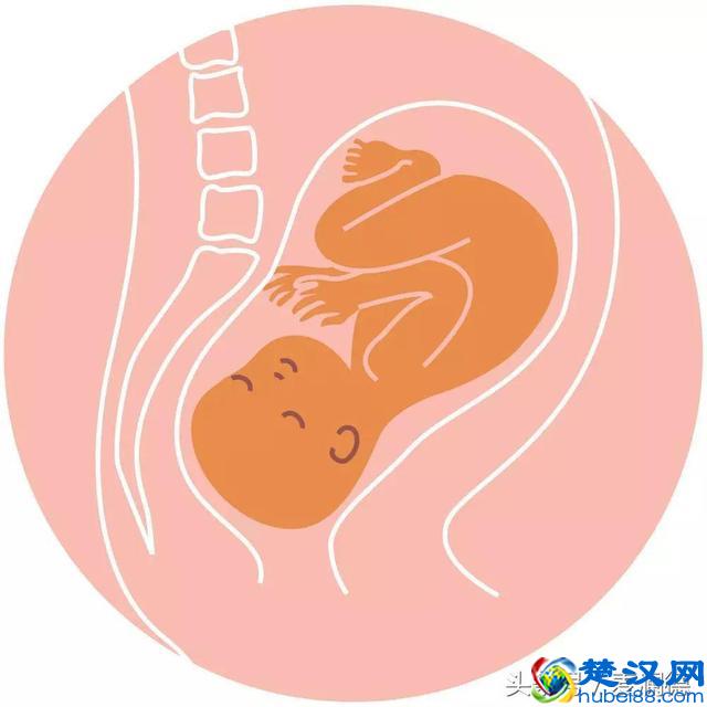 彩超单上的LOA是什么意思？最适合顺产的胎位是哪个？