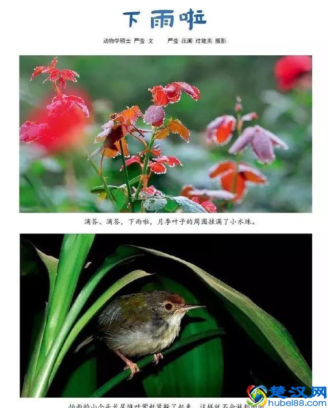 90%孩子在看的《东方娃娃》，给孩子一整年的阅读计划