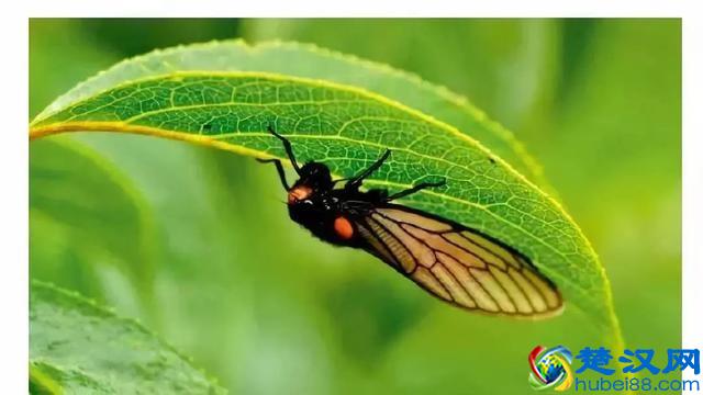 90%孩子在看的《东方娃娃》，给孩子一整年的阅读计划