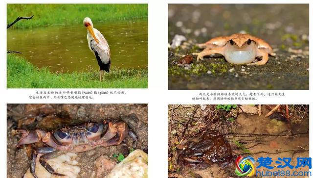 90%孩子在看的《东方娃娃》，给孩子一整年的阅读计划