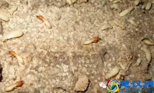 藏在蚁巢深处的蚁王蚁后,竟然出现在旌德这户村民家中