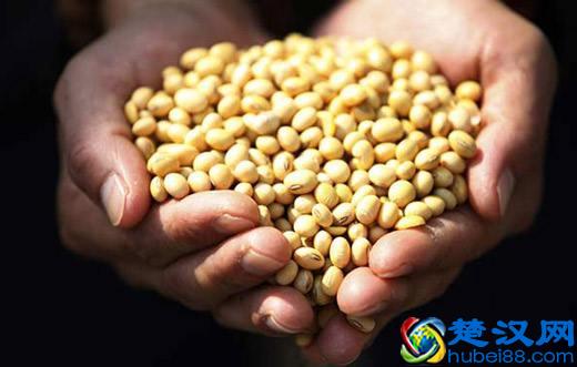 世界最常见的10种转基因食品