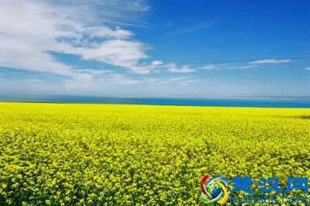 世界最常见的10种转基因食品