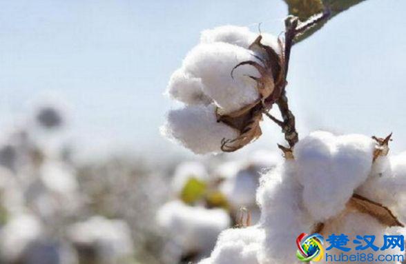 世界最常见的10种转基因食品