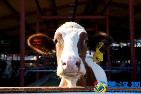 世界最常见的10种转基因食品