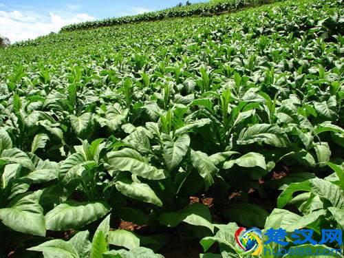 世界最常见的10种转基因食品