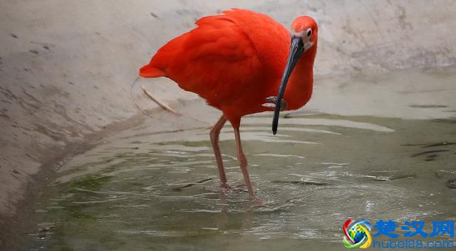 世界10大国鸟，中国的国鸟竟然是“不死鸟”