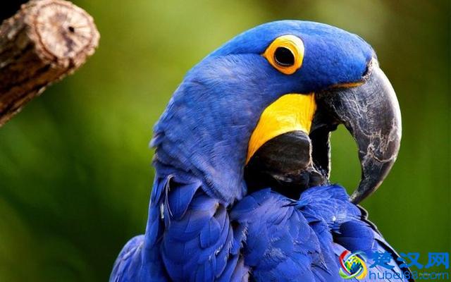 世界10大国鸟，中国的国鸟竟然是“不死鸟”