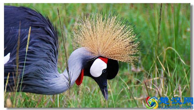 世界10大国鸟，中国的国鸟竟然是“不死鸟”