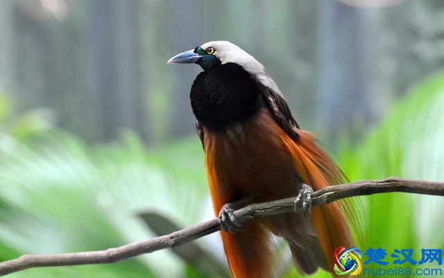 世界10大国鸟，中国的国鸟竟然是“不死鸟”