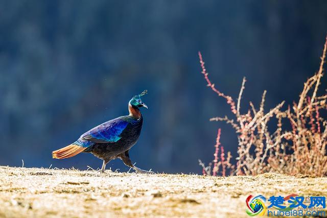 世界10大国鸟，中国的国鸟竟然是“不死鸟”