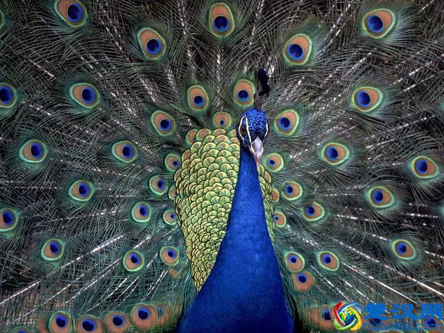 世界10大国鸟，中国的国鸟竟然是“不死鸟”