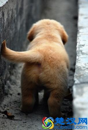 怕狗是一种什么体验！该如何克服对狗的恐惧呢！