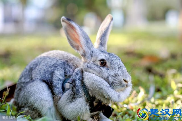 养一只兔子吧，很可爱的那种！教你怎么养宠物兔~