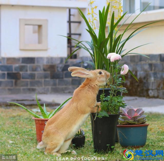 养一只兔子吧，很可爱的那种！教你怎么养宠物兔~
