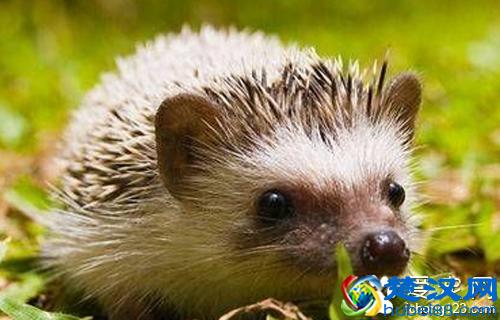 小刺猬吃什么 小刺猬可以以碎鸡肉为主食