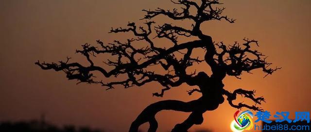 松花粉号称“天下第一粉”，营养价值到底有多高？营养师为你详解