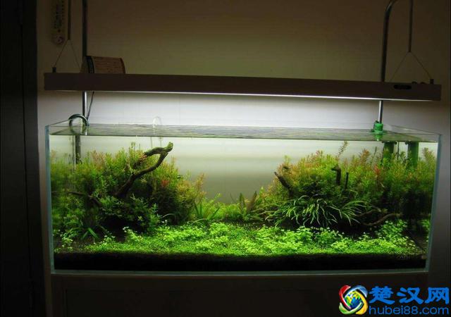 新手养热带鱼都需要什么