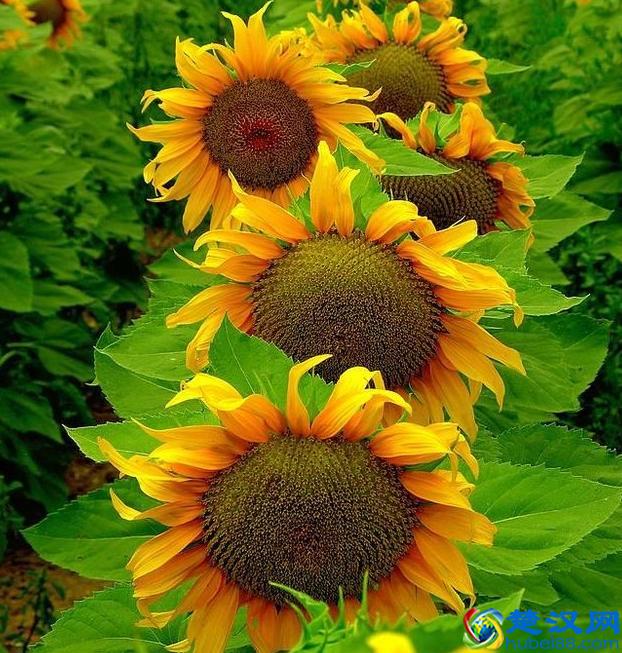 向日葵的脑袋为什么向着太阳转动?