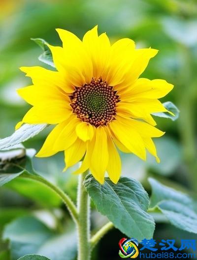 向日葵的脑袋为什么向着太阳转动?