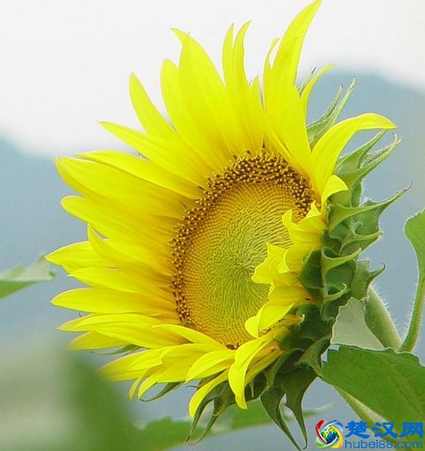 向日葵的脑袋为什么向着太阳转动?