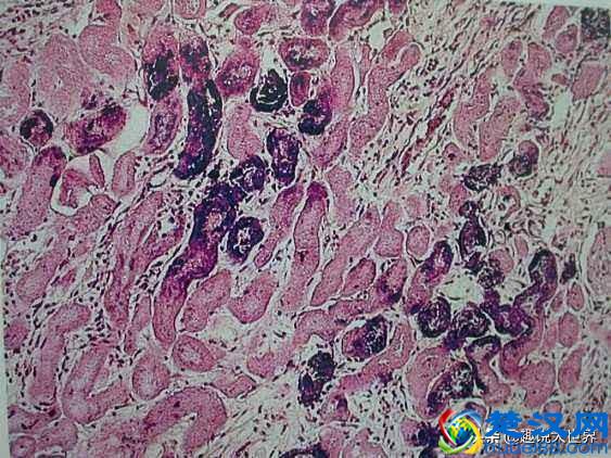 我们需要吃盐来维持身体的平衡，那为什么动物不吃盐也能活得很好