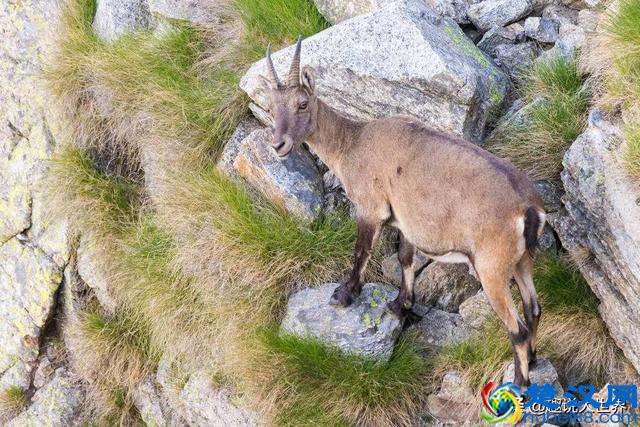 我们需要吃盐来维持身体的平衡，那为什么动物不吃盐也能活得很好