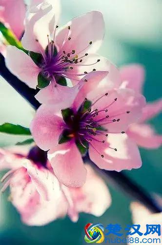 今天7月5日，最美花，送给我最在乎的朋友！