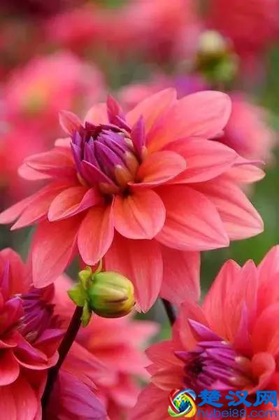 今天7月5日，最美花，送给我最在乎的朋友！