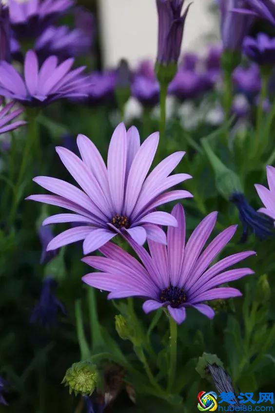 今天7月5日，最美花，送给我最在乎的朋友！