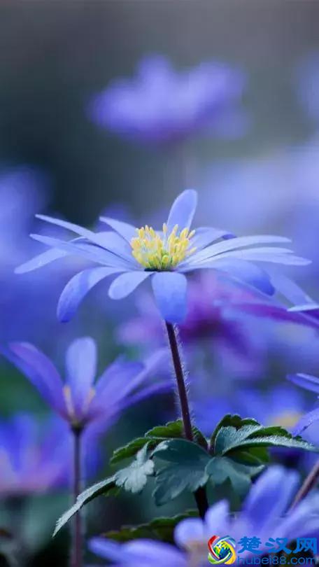 今天7月5日，最美花，送给我最在乎的朋友！