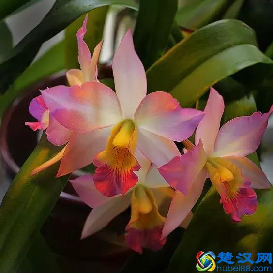 今天7月5日，最美花，送给我最在乎的朋友！