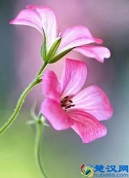 今天7月5日，最美花，送给我最在乎的朋友！