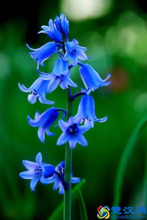 今天7月5日，最美花，送给我最在乎的朋友！