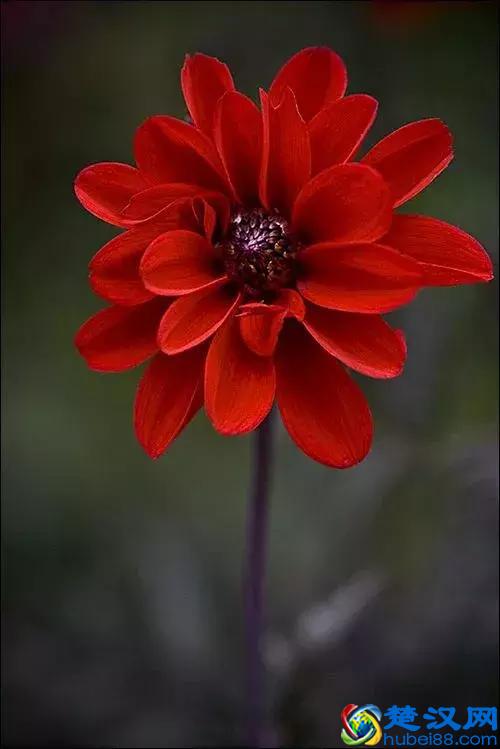 今天7月5日，最美花，送给我最在乎的朋友！