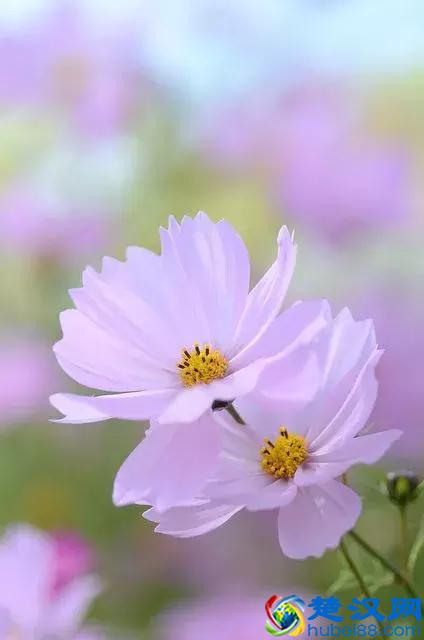 今天7月5日，最美花，送给我最在乎的朋友！