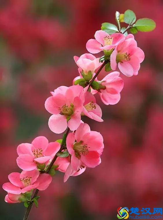 今天7月5日，最美花，送给我最在乎的朋友！