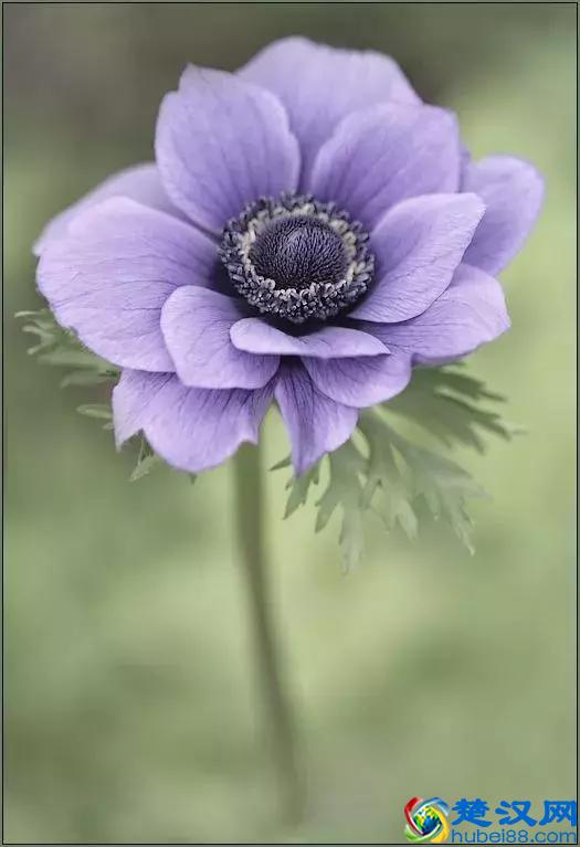 今天7月5日，最美花，送给我最在乎的朋友！