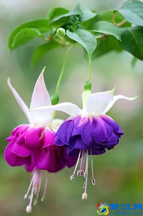 今天7月5日，最美花，送给我最在乎的朋友！