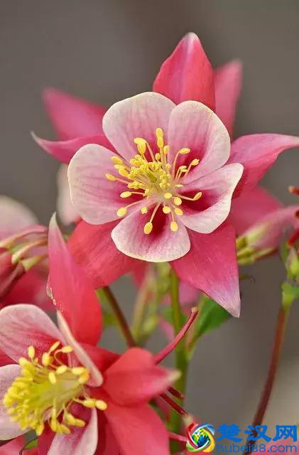 今天7月5日，最美花，送给我最在乎的朋友！