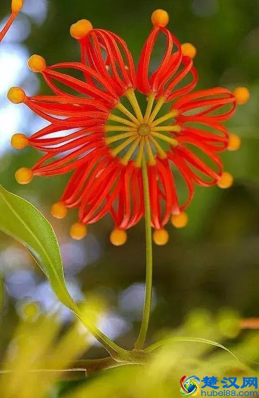 今天7月5日，最美花，送给我最在乎的朋友！