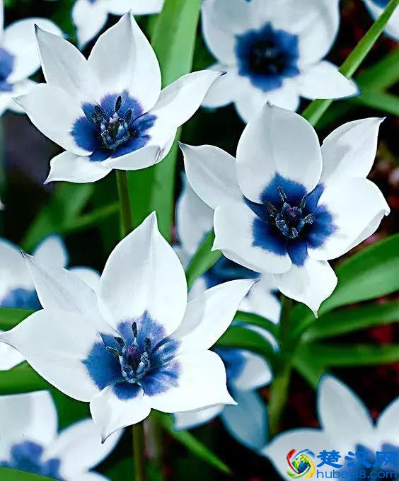 今天7月5日，最美花，送给我最在乎的朋友！