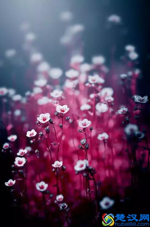 今天7月5日，最美花，送给我最在乎的朋友！